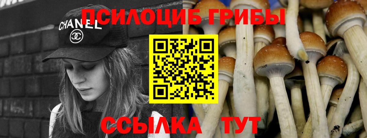 Галлюциногенные грибы Psilocybe Муравленко